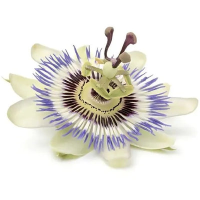 Pasiflora