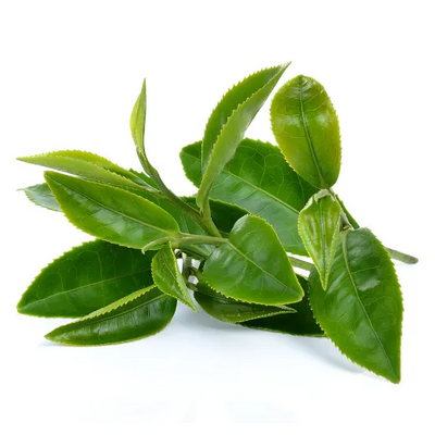 Té verde